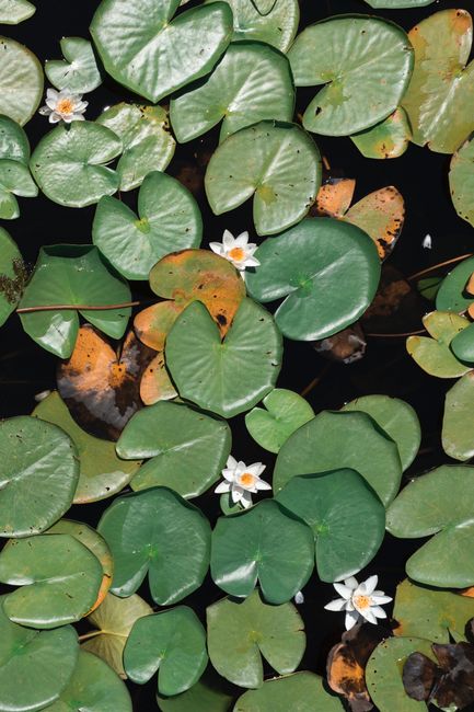 Serene top view of green water lily leaves with blooming white flowers on pond surface.