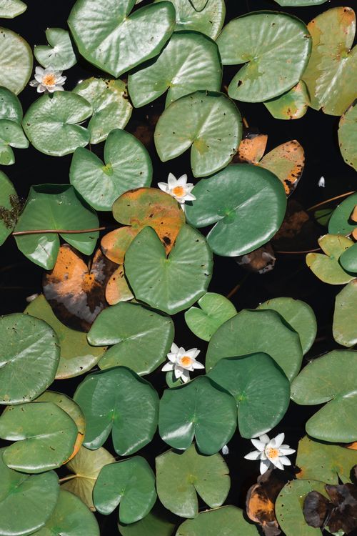 Free Serene top view of green water lily leaves with blooming white flowers on pond surface. Stock Photo