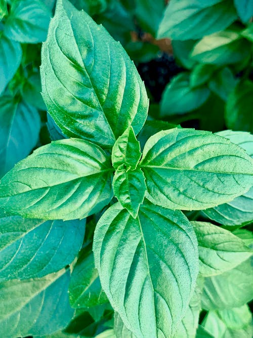 Green Leaves