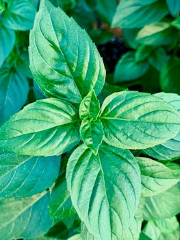 Photo by Brent Keane Close-up of fresh green basil leaves, showcasing their vibrant color and natural beauty.