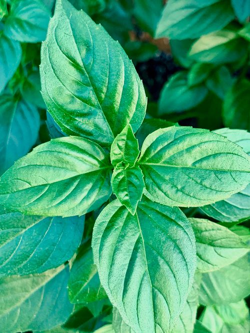 Free Close-up of fresh green basil leaves, showcasing their vibrant color and natural beauty. Stock Photo