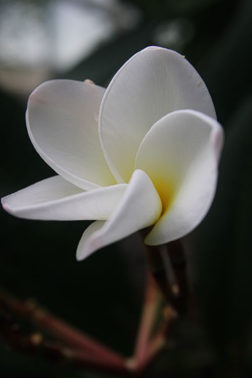 Free Detailed shot of a white plumeria flower with soft petals, captured outdoors. Stock Photo