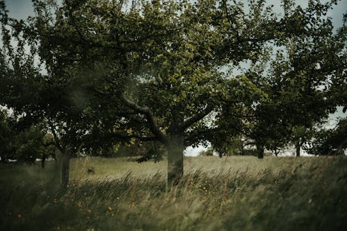 Immagine gratuita di agricoltura, alba, alberi di mele