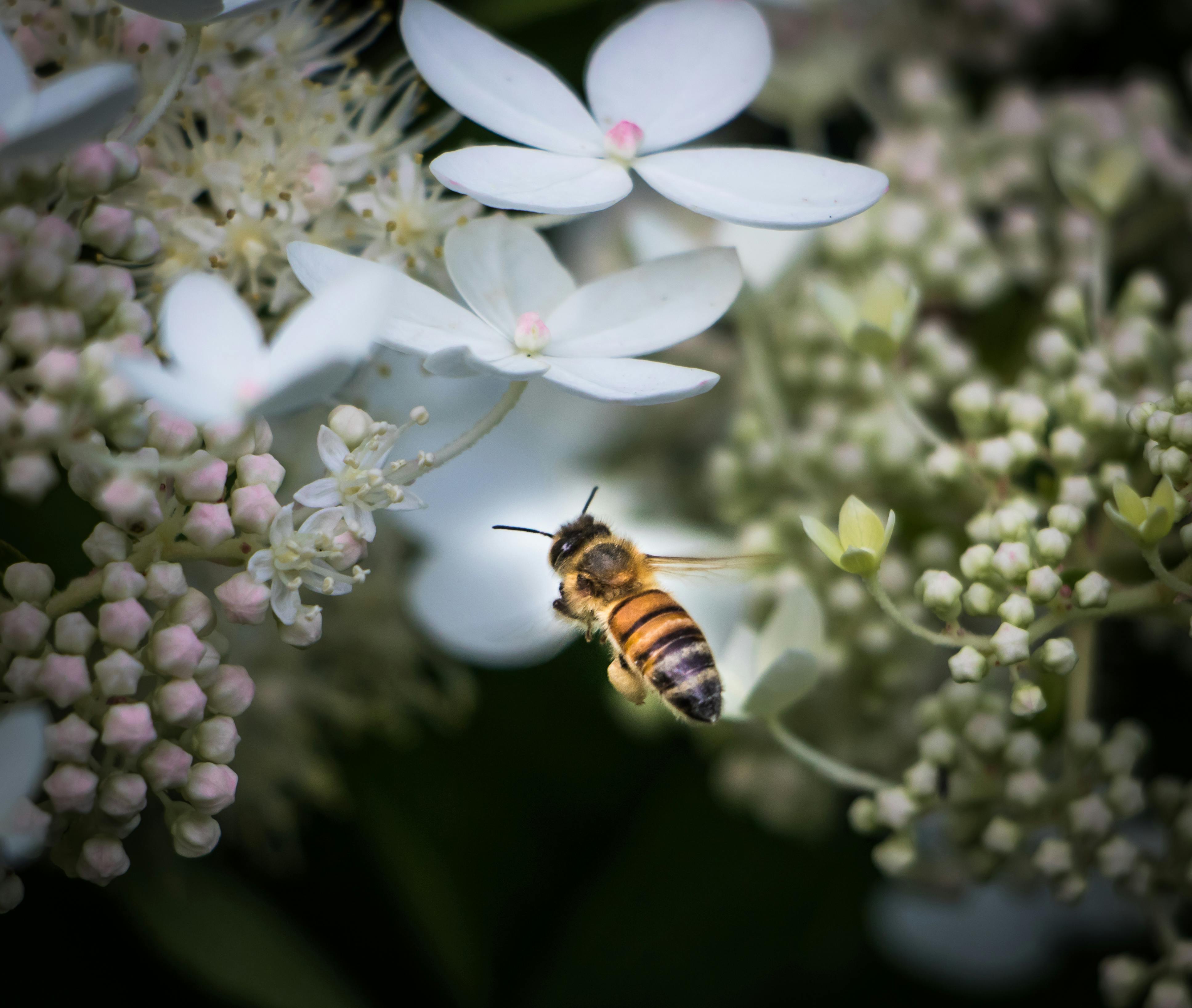 Free stock photo of bee hydrangea