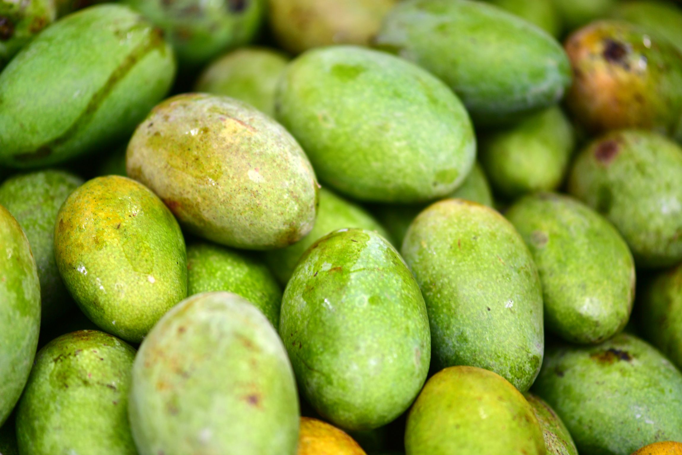 Totapuri — Tangy and firm with a distinctive beak shape — widely grown across Karnataka and Andhra Pradesh.