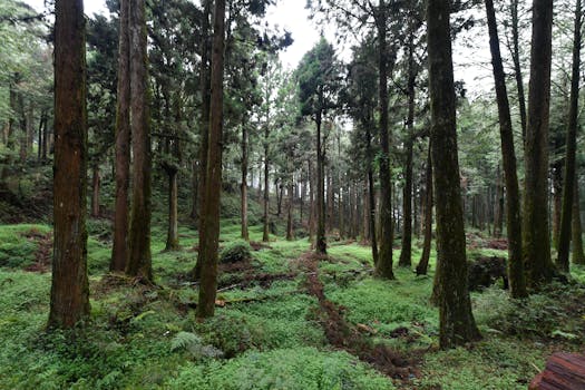 Peaceful forest view in Alishan Township, Taiwan, showcasing lush greenery and towering trees.