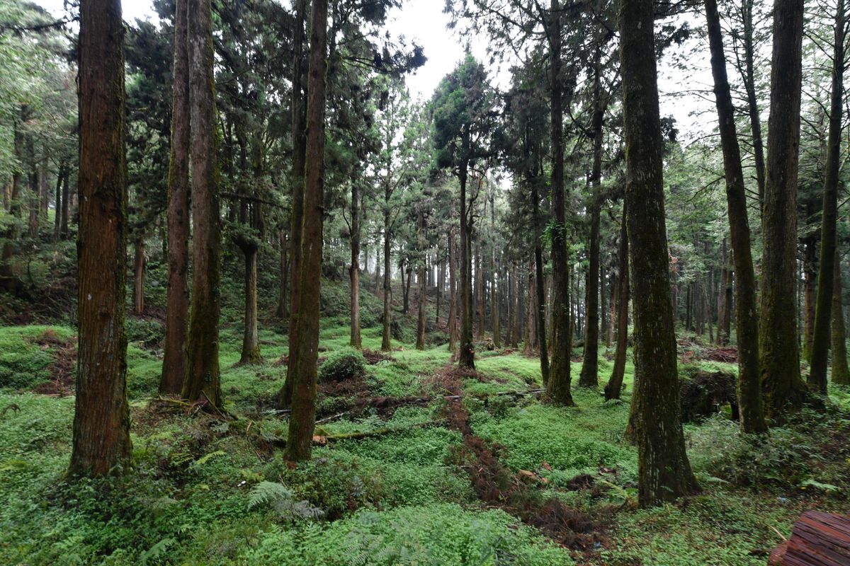 Ride the Alishan Forest Railway