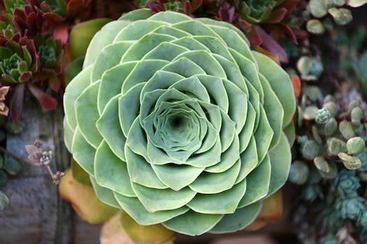 Vibrant green succulent plant with geometric patterns, captured in Alishan Township, Taiwan.