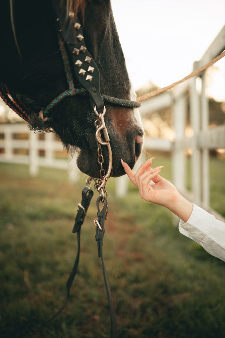 Hand Touching Horse Muzzle