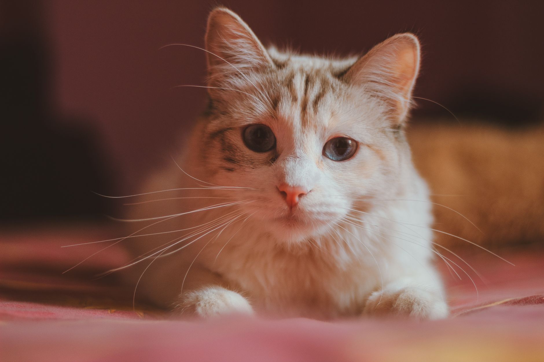 A cat undergoing diagnostic blood testing at a veterinary clinic