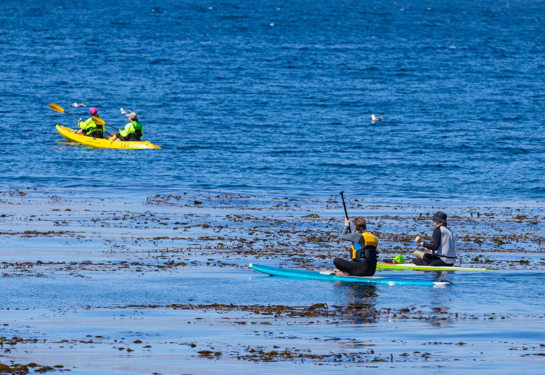 People kayaking and paddle boarding together on coastal water