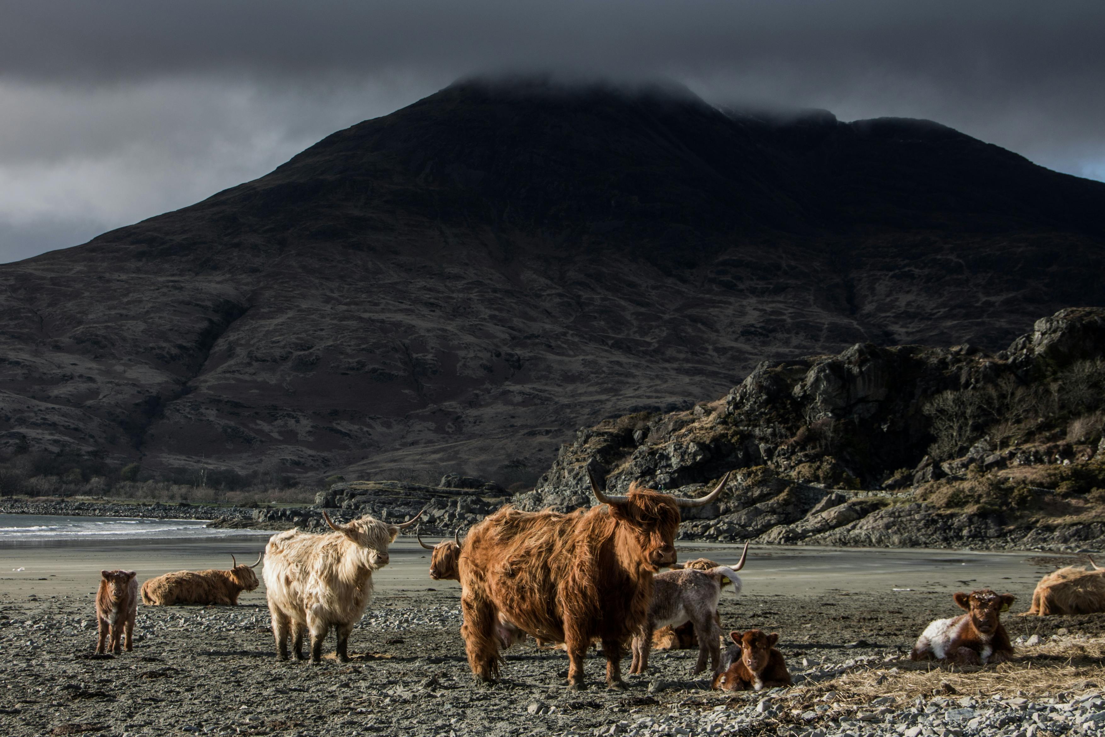 grátis Animais Ram Perto De Montanhas Sob Céu Cinzento Foto profissional