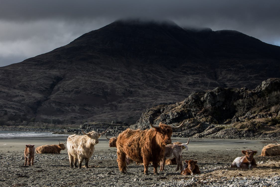 Ram Animals Near Mountains Under Gray Sky