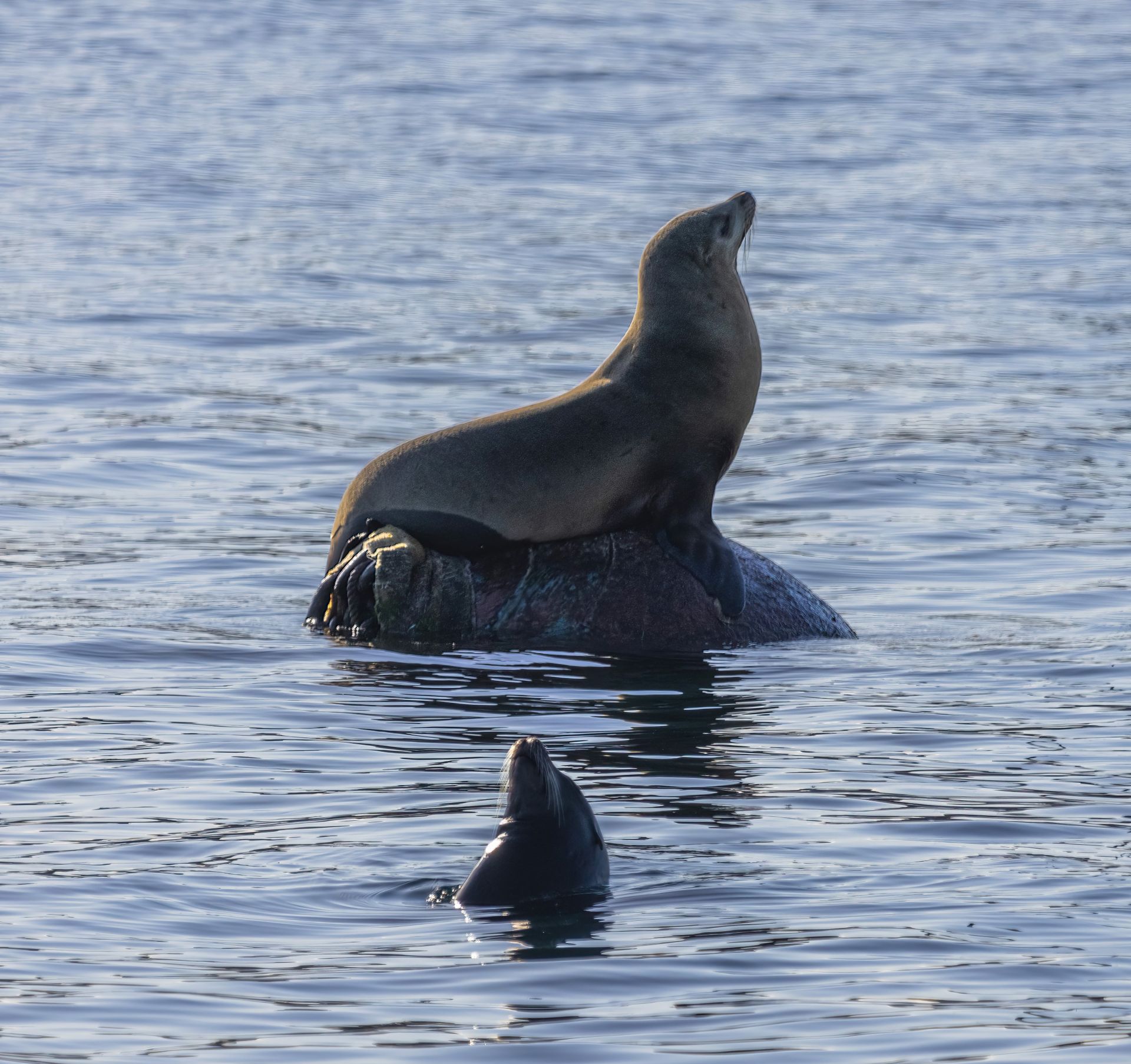 Sea lions relaxing on a rock in serene waters, showcasing natural wildlife beauty.