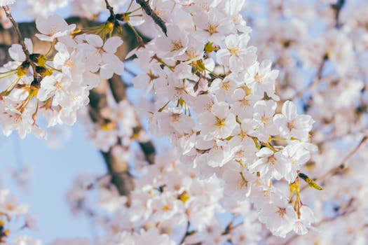 Close-up of cherry blossoms in Osan-si, Gyeonggi-do, South Korea, highlighting their springtime beauty.