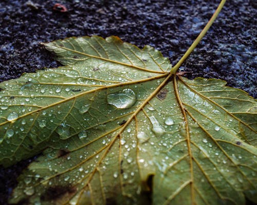 Green Leaf