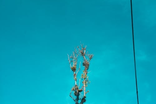 Foto d'estoc gratuïta de a l'aire lliure, alt, arbre