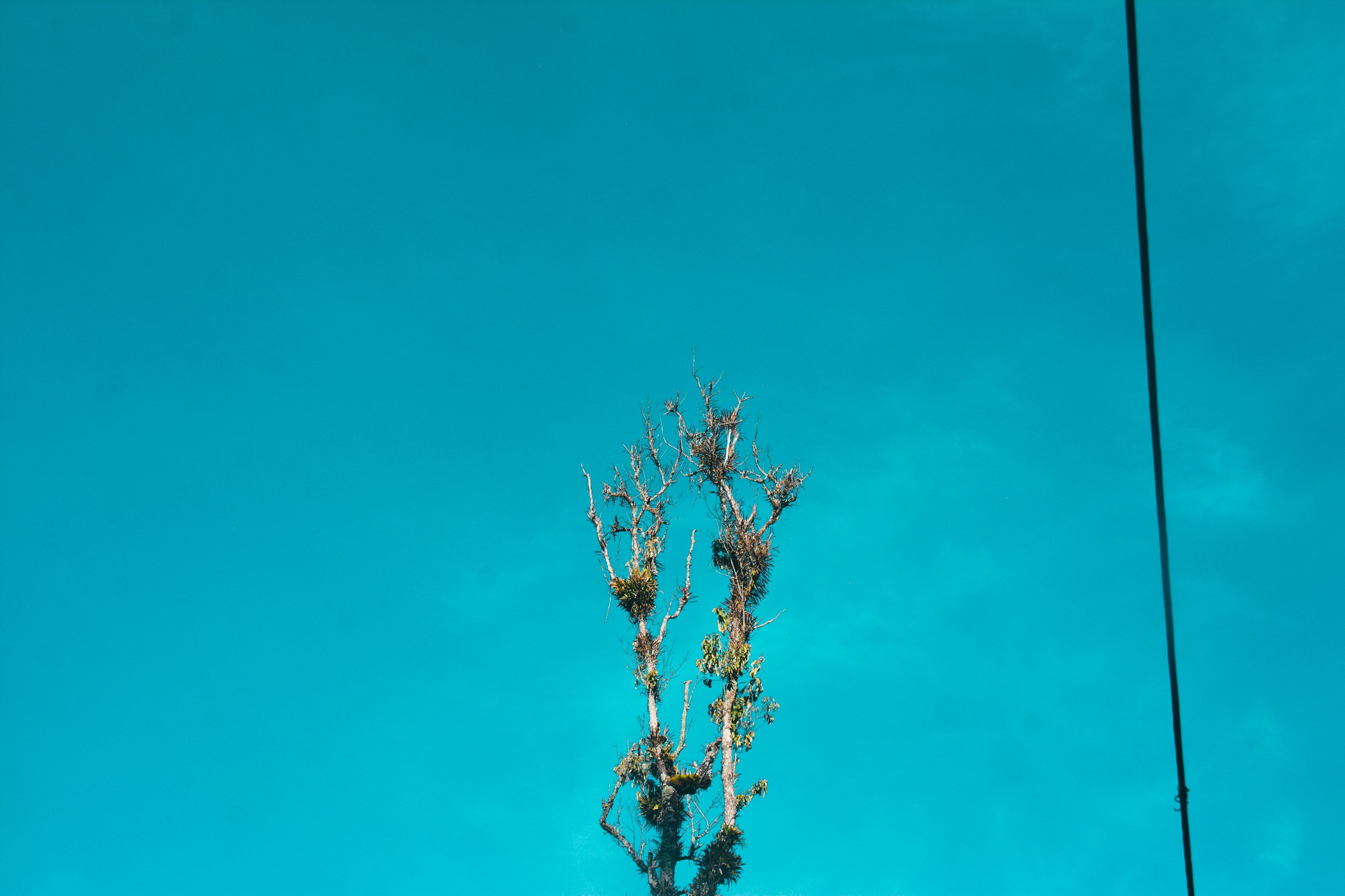 Kostenloses Foto Zum Thema Baum Blau Blauer Himmel kostenloses-foto-zum-thema-baum-blau-blauer-himmel