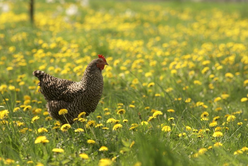 A Barred Rock chicken wandering in a vibrant field of dandelions during the summer.