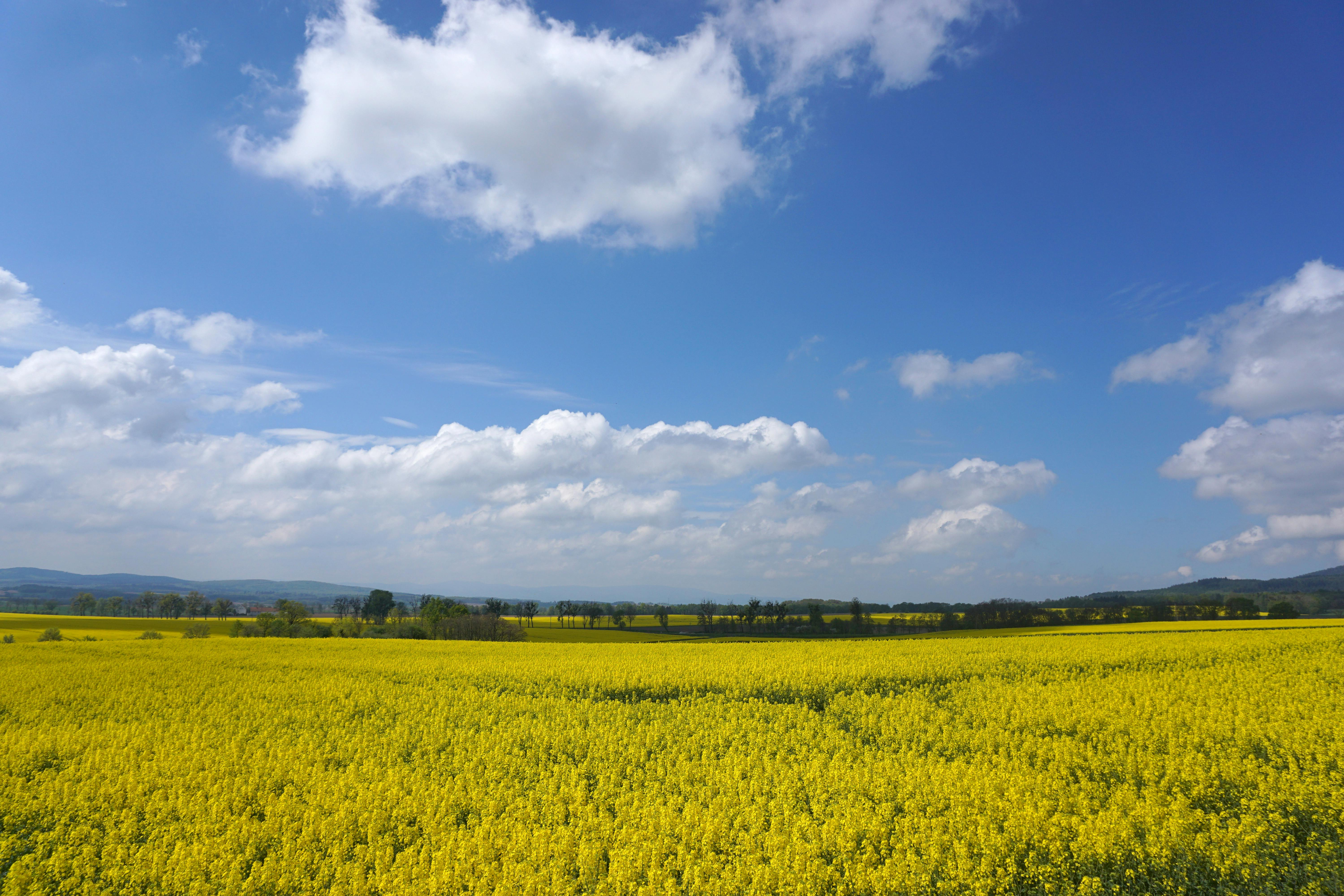 a field of yellow flowers under a blue sky