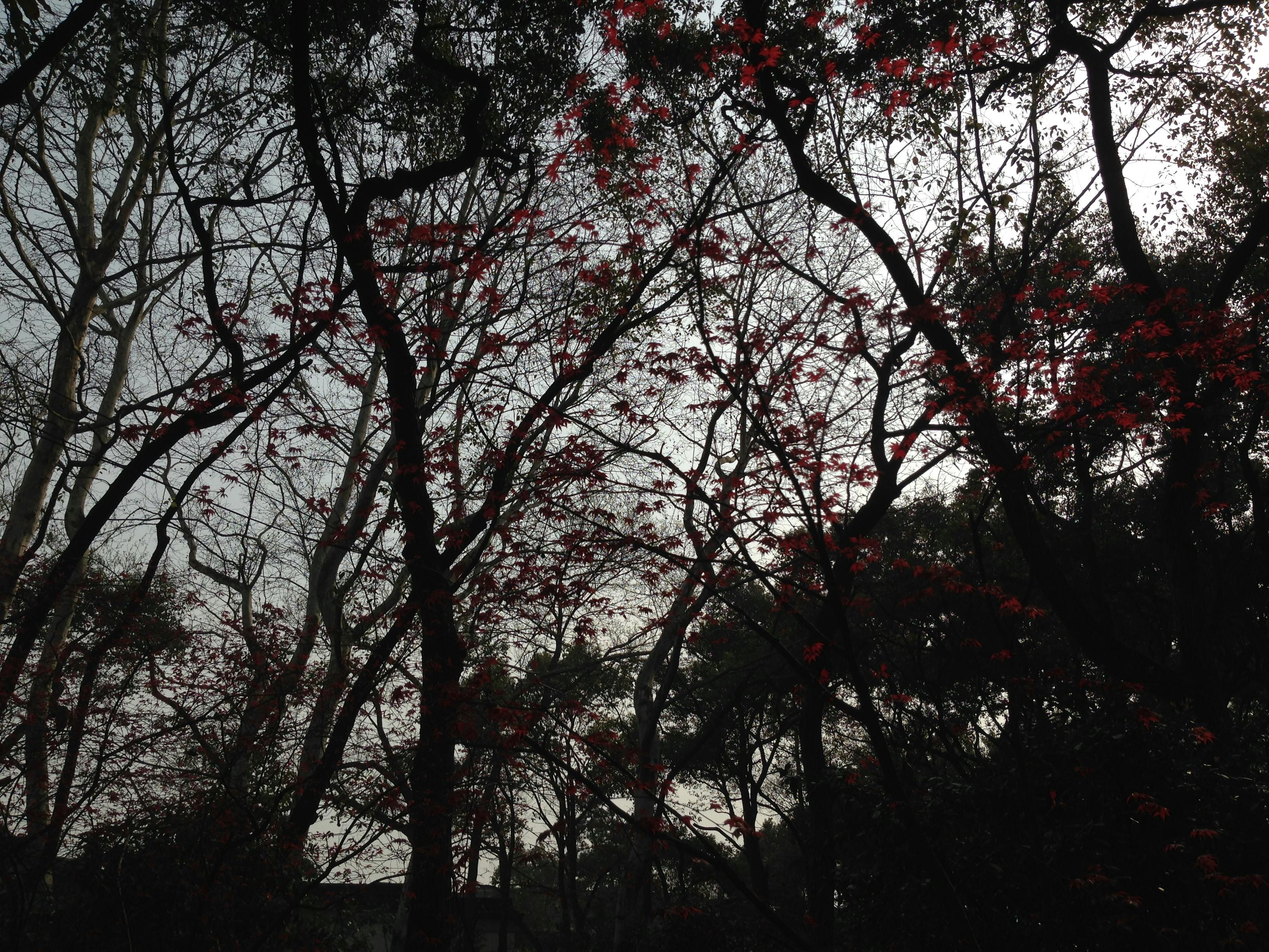 free-stock-photo-of-red-flowers