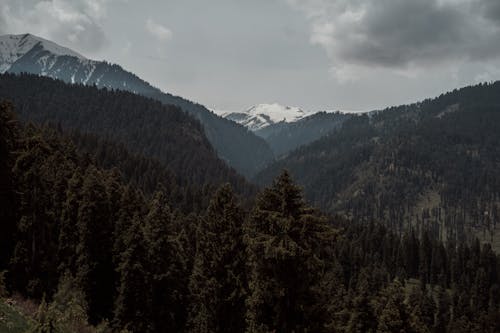 山岳, 常緑樹, 森林の無料の写真素材