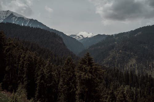 Imagine de stoc gratuită din arbori veșnic verzi, codru, munți