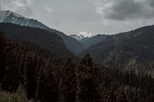 Free Majestic view of coniferous forest and snowy mountains under cloudy sky. Stock Photo