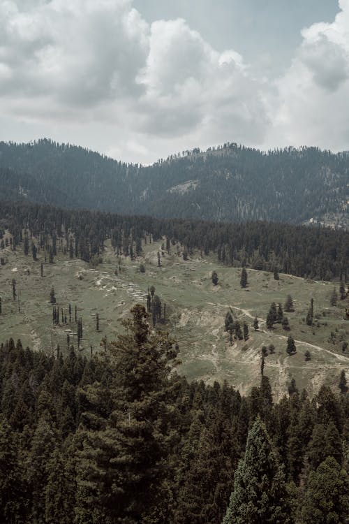 Gratis stockfoto met bergen, Bos, landschap