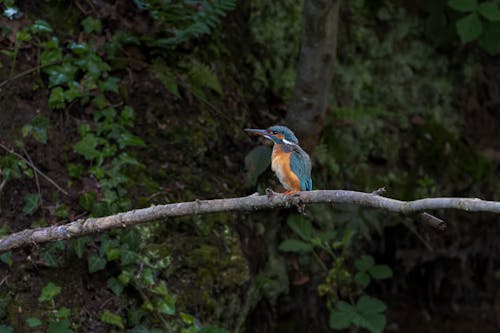 คลังภาพถ่ายฟรี ของ alcedo atthis, ก้าน, การถ่ายภาพสัตว์