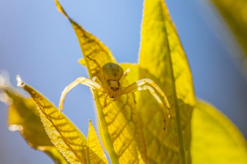 Goldenrod Crab Spider on Leafy Plant