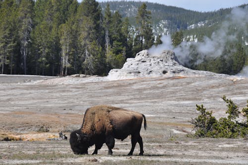Imagine de stoc gratuită din bizon, călătorie, fotografie cu animale sălbatice