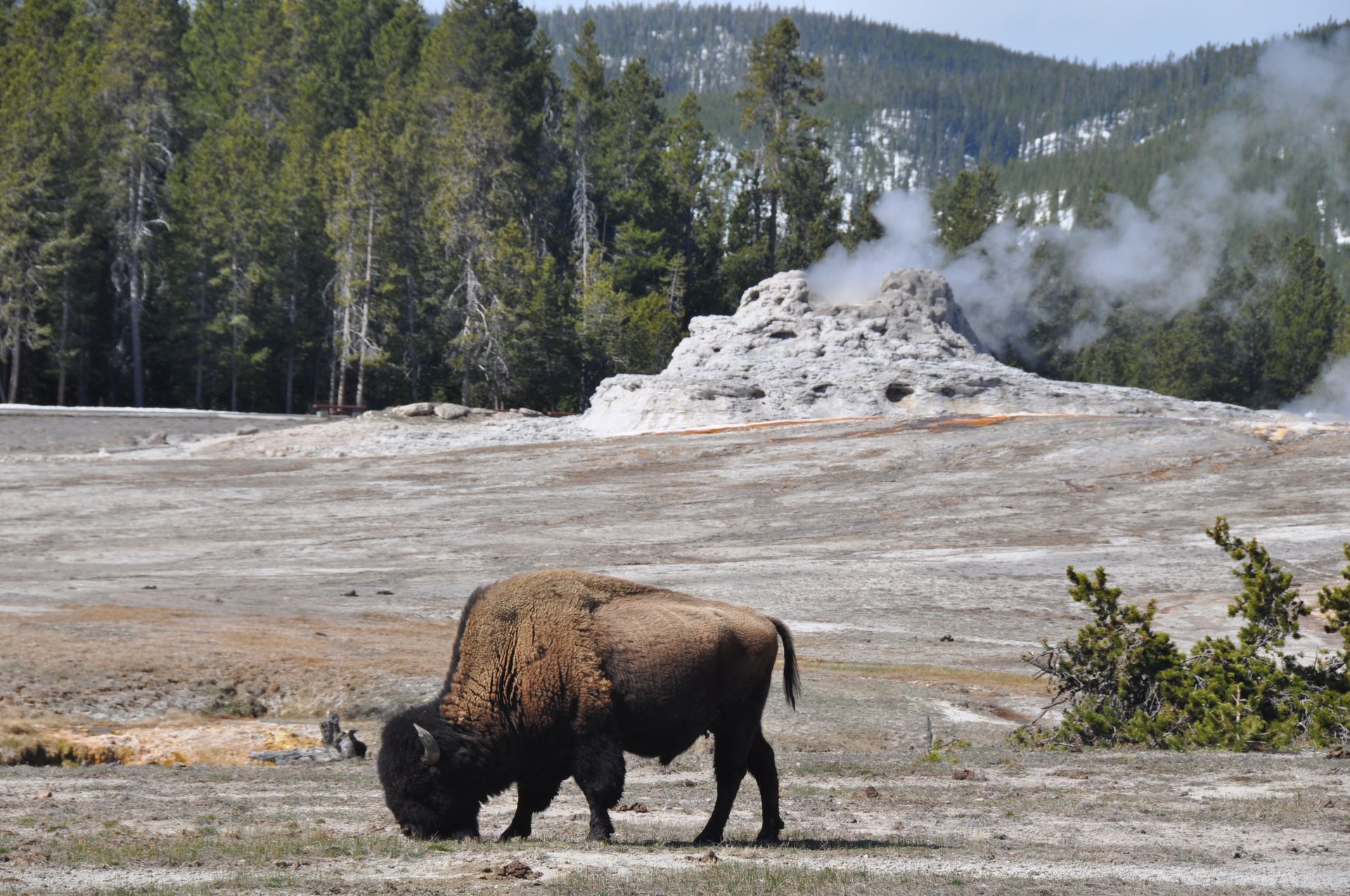 Bison in Yellowstone National Park