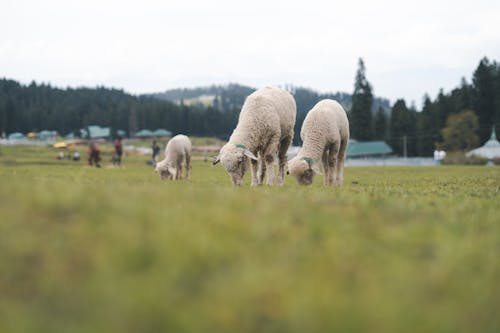 吃草, 夏天, 家畜 的 免費圖庫相片