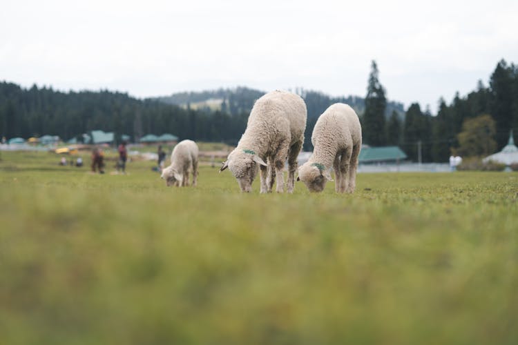 Sheep Grazing In Pasture