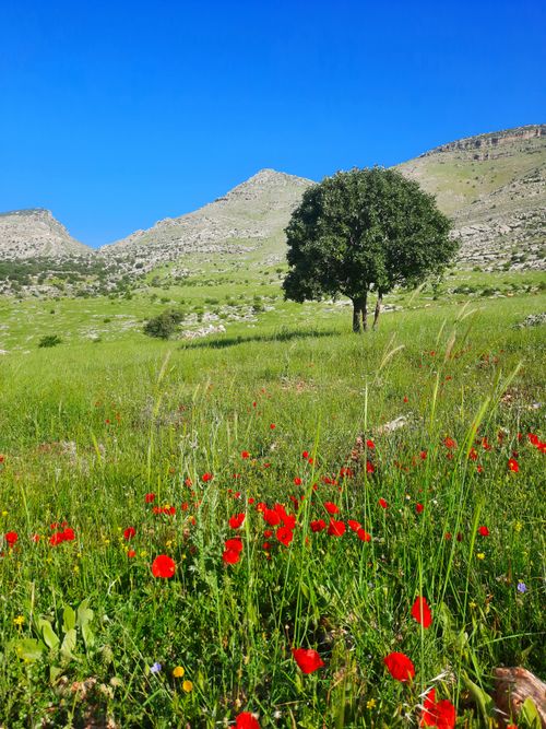 Free A tranquil meadow of vibrant red poppies with a lone tree against a mountain backdrop. Stock Photo