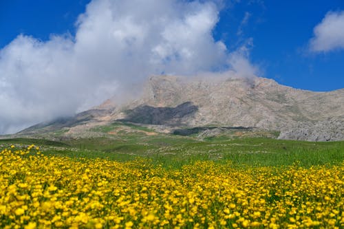 Foto profissional grátis de campo, corroído, estéril