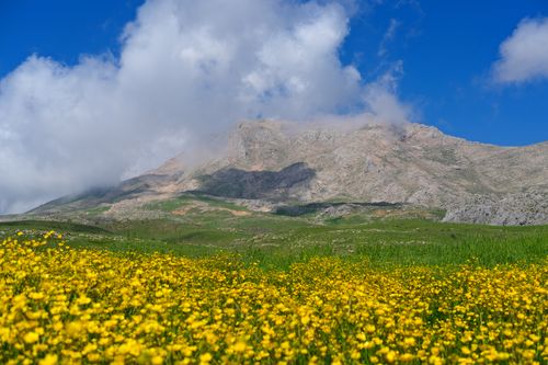 Free Bright yellow flowers bloom in a spring meadow beneath a majestic mountain under blue skies. Stock Photo