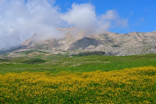 Foto profissional grátis de campina, floração, flores amarelas
