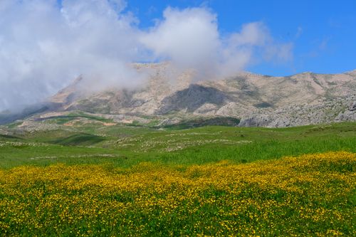 Free Vibrant meadow with yellow flowers beneath majestic mountains and blue sky, perfect for nature lovers. Stock Photo