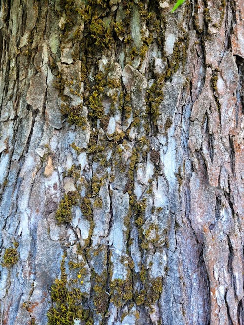 Tree bark