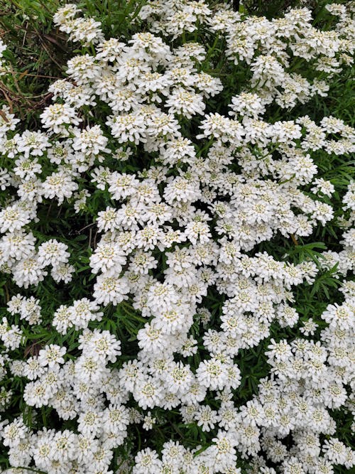 White flowers 