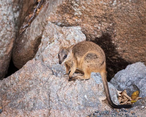 Rock Wallaby on Magnetic Island