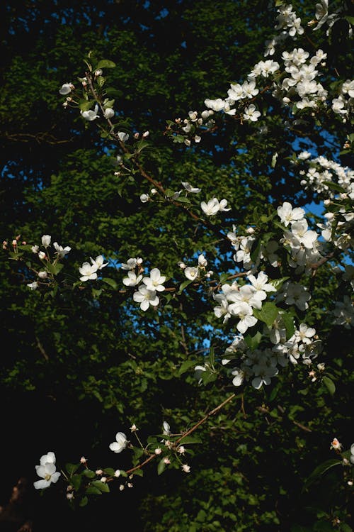 Безкоштовне стокове фото на тему «білі квіти, вертикальні постріл, дерево»