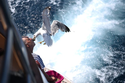 在一个阳光明媚的日子里，一名男子乘船在海上喂海鸥