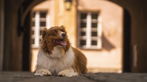 Kostnadsfri bild av djur, hund, husdjur