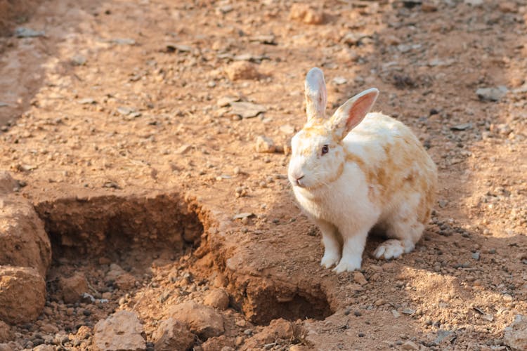 White Bunny Covered In Dirt Next To A Hole