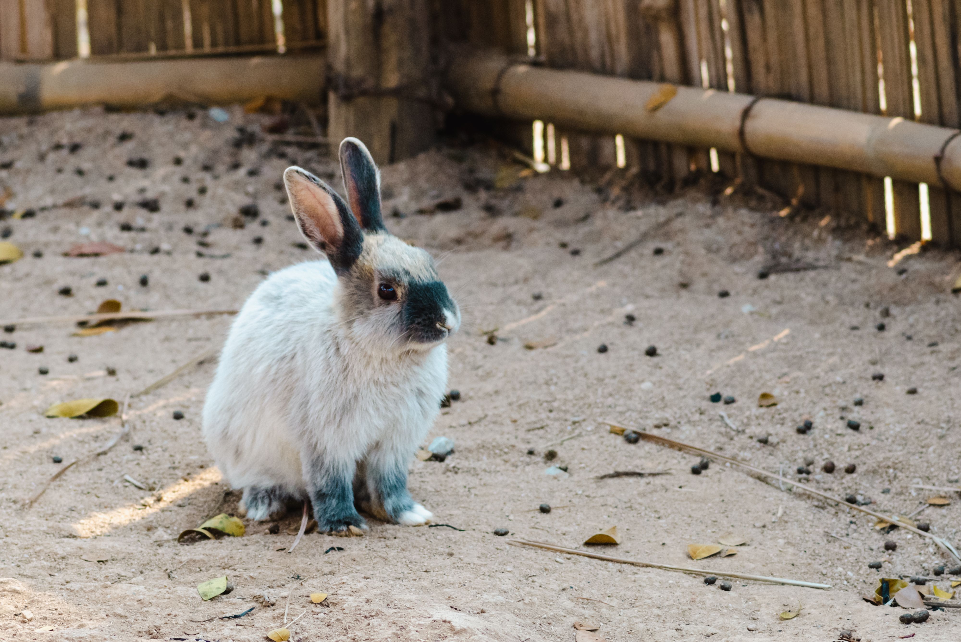 best indoor rabbit hutch size guide Indoor Hutch Design Principles That Affect E