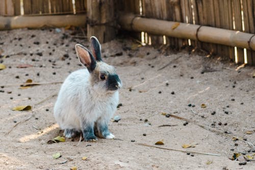 兔子, 動物攝影, 可愛 的 免費圖庫相片