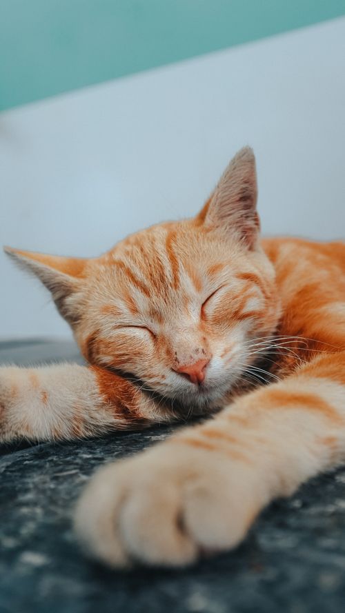 Free Close-up of a ginger cat peacefully sleeping indoors, showcasing its serene and relaxed posture. Stock Photo